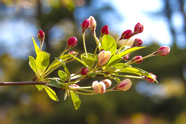 18-55mm lens bokeh flowers