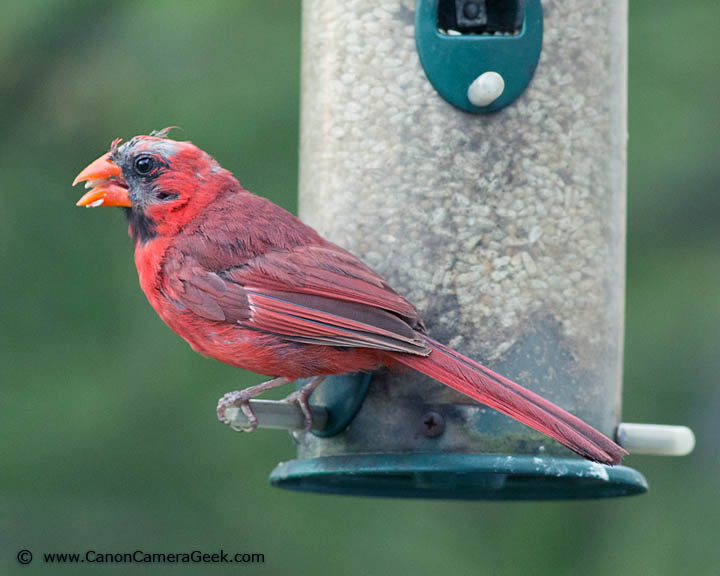 Photo of a Cardinal taken with the Canon 400mm f5.6 Lens