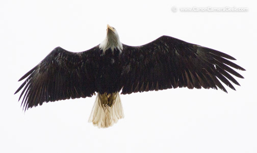 Canon 5d Mark III With 400mm f/5.6 - photo of Bald Eagle