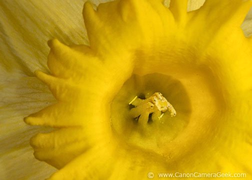 Daffodil photo