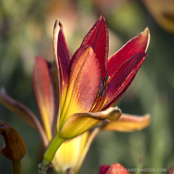 flower close-up