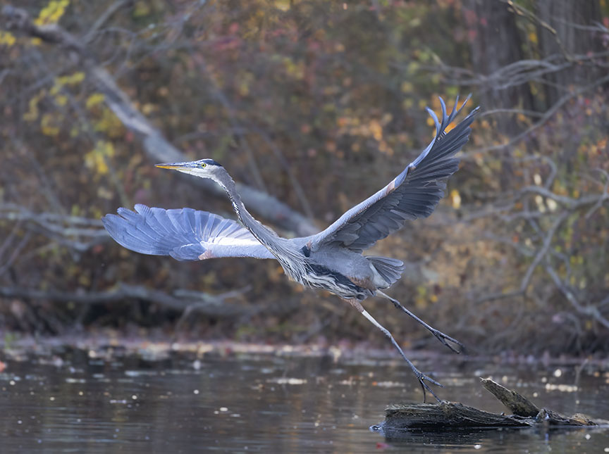 Canon R6 Mark II wildlife photo