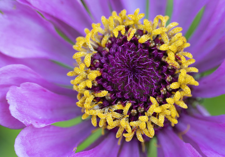 Close-up of flower