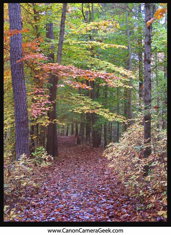 Here is a Canon g11 photo sample fall foliage.  It's a great time to test your Canon g11 and its ability to capture nature's splendid colors