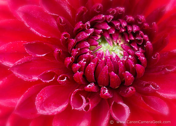 Canon Powershot G1X Mark II Macro Photography Article - 1