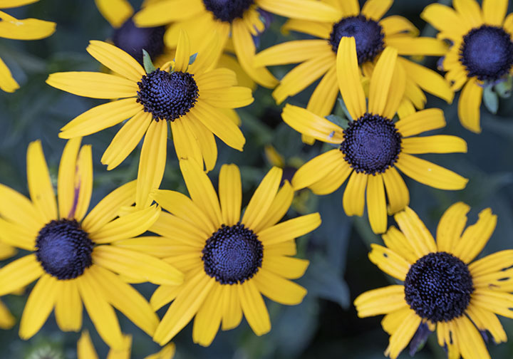 black eyed susan