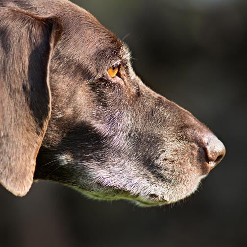 Close-up of dog face shot with Canon 400mm wide open at f/5.6