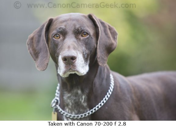 Canon 70-200mm f2.8 lens Dog portrait