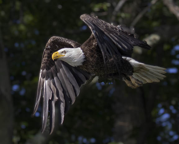 Flying eagle with fast shutter speed example