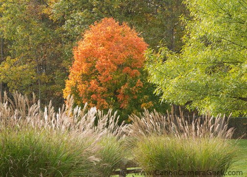 Fall colors reproduced nicely with the Mark II's processor