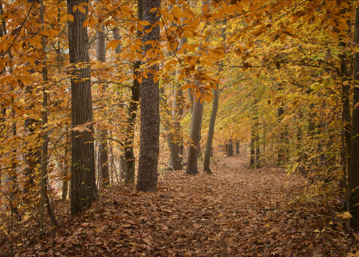 Fall colors  70D Photo 1