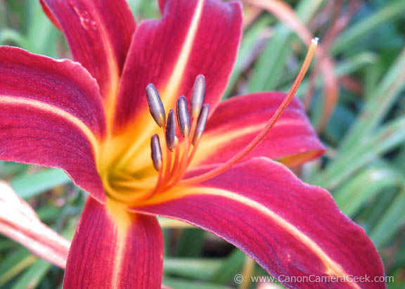 G1x Mark II macro photo 1
