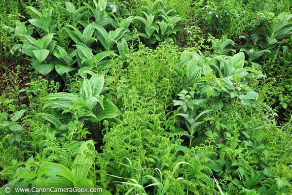 Lillies and Ferns - Tongass National Forest