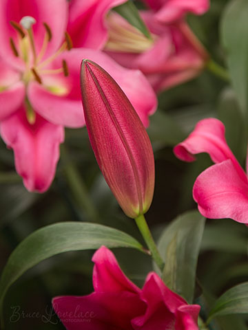 Longwood Gardens Lily