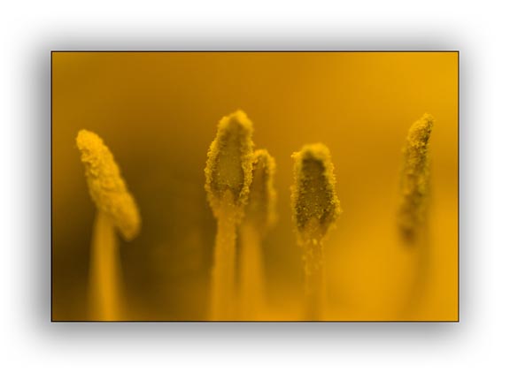 Macro photograph of yellow anthers taken with a traditional macro lens.