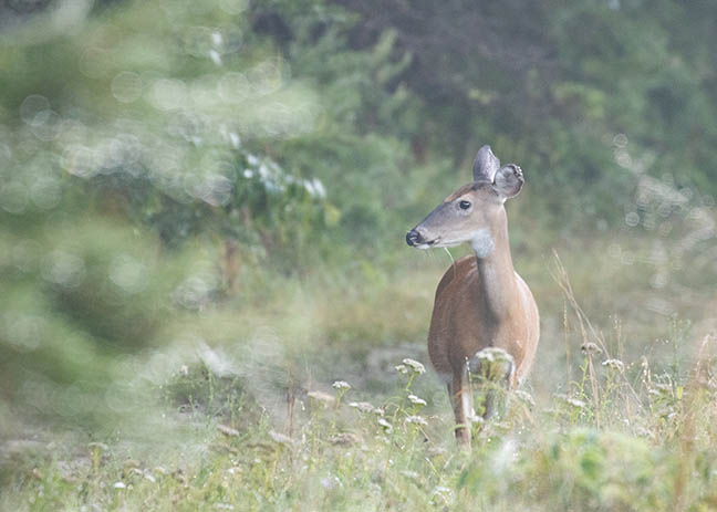 photo of deer