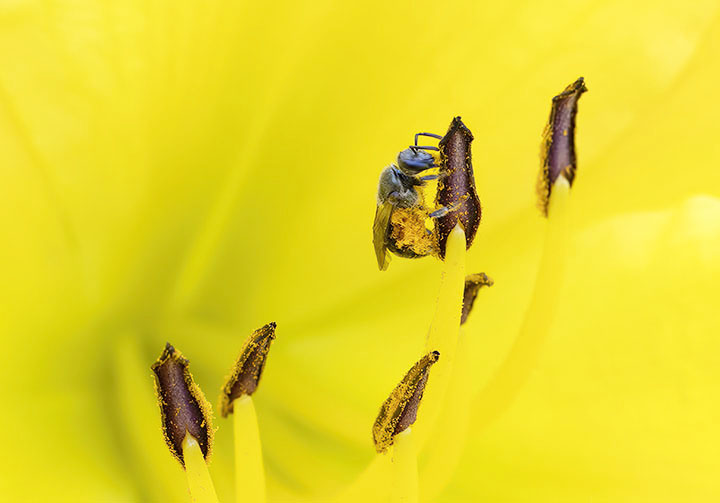 sample photo with 50mm prime and extension tube