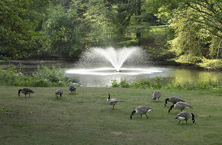 Snow geese and fountain
