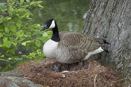 Snow goose on nest-cropped