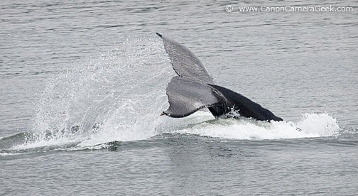 Whale Flukes - dripping water - near Glacier Bay, Alaska