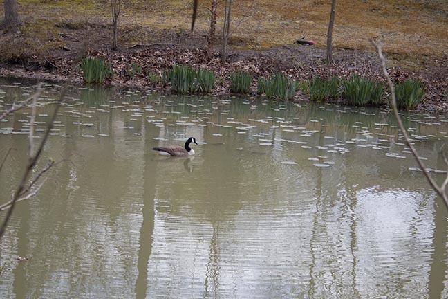 Goose swimming in pond