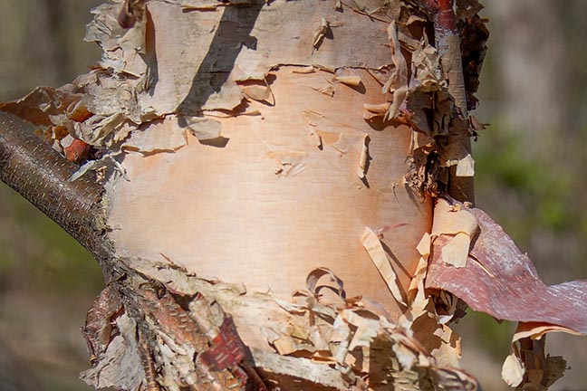 Tree bark close up