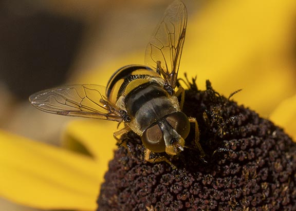 This is actually a fly, that looks like a bee, that i photographed with my Canon RF 100 macro lens on a bright sunny day in August bee + flower Canon 100mm macro