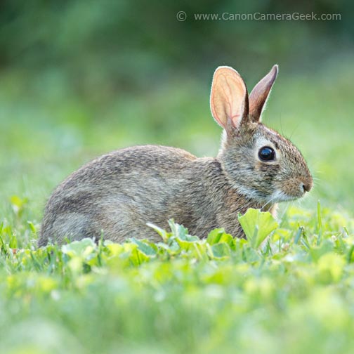 Bunny photo take with The Canon EF 400mm lens