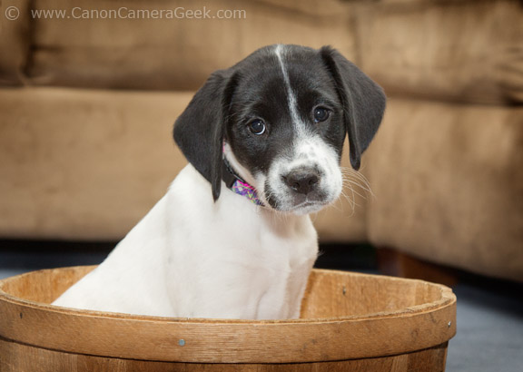 Dog photo with Canon Speedlite as an accessory gives much nicer lighting.