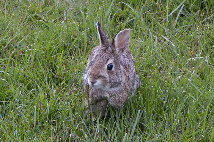 Bunny Rabbit