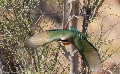 Canon R6 and R7 Photography<br>Bee Eater in Augrabies Falls South Africa 