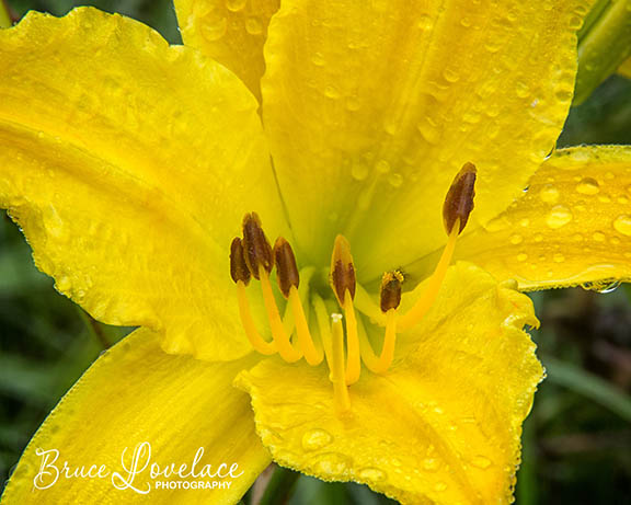 Close-up flower example