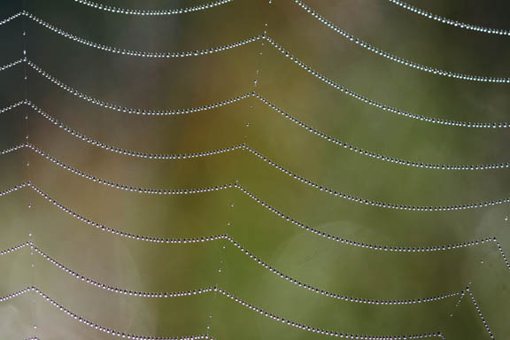 Spider web close-up. Close focus means great bokeh