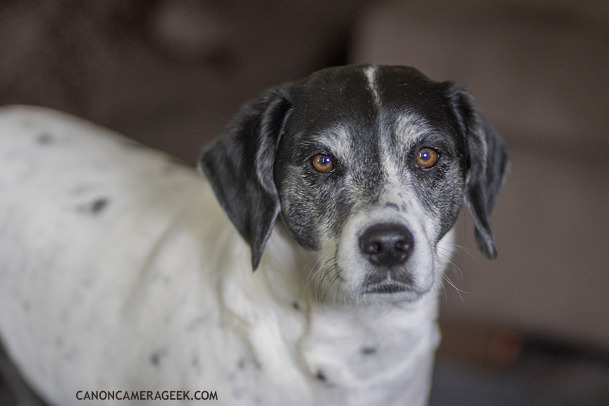 Dimly lit dog portrait