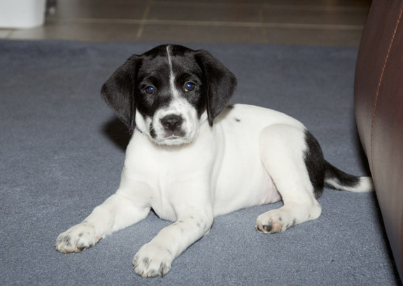 Photo of dog with direct on-camera flash.