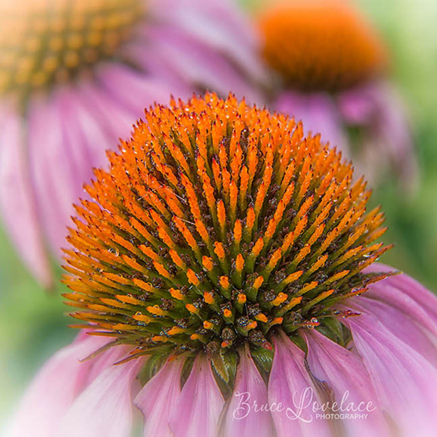 cone flower