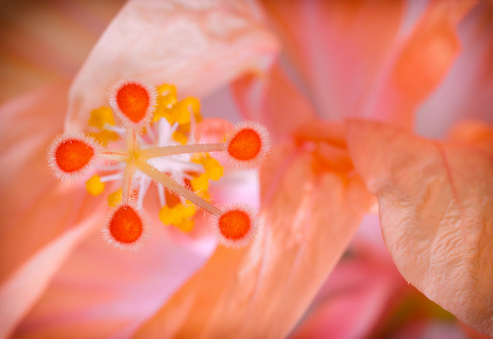 macro Photos - Hibiscus with 70D and Extension Tubes