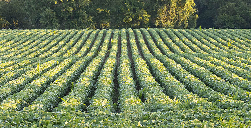 Rows of vegetables