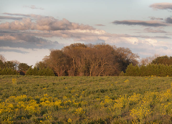 Flowering field at sunset