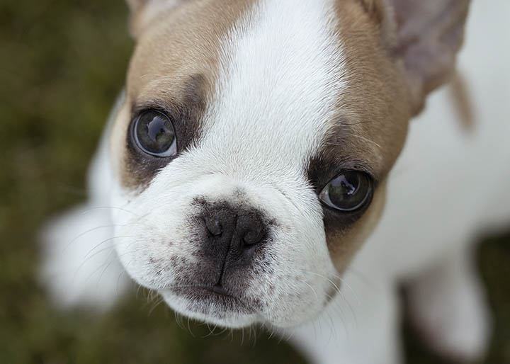 French bulldog puppy portrait