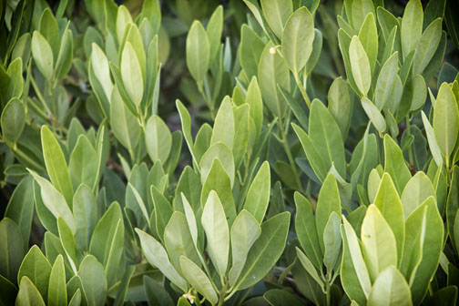 Photo of leaves