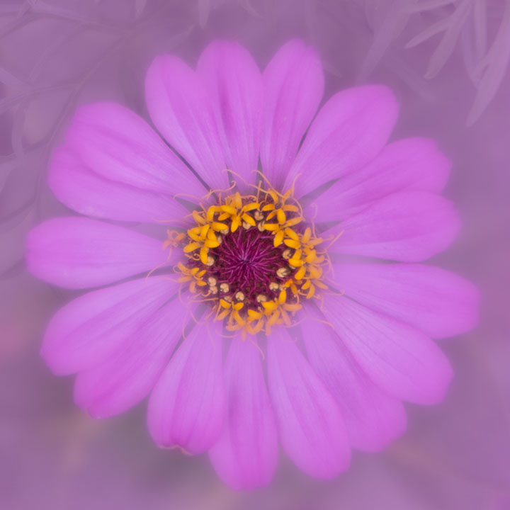 G1X Mark II Flower photo