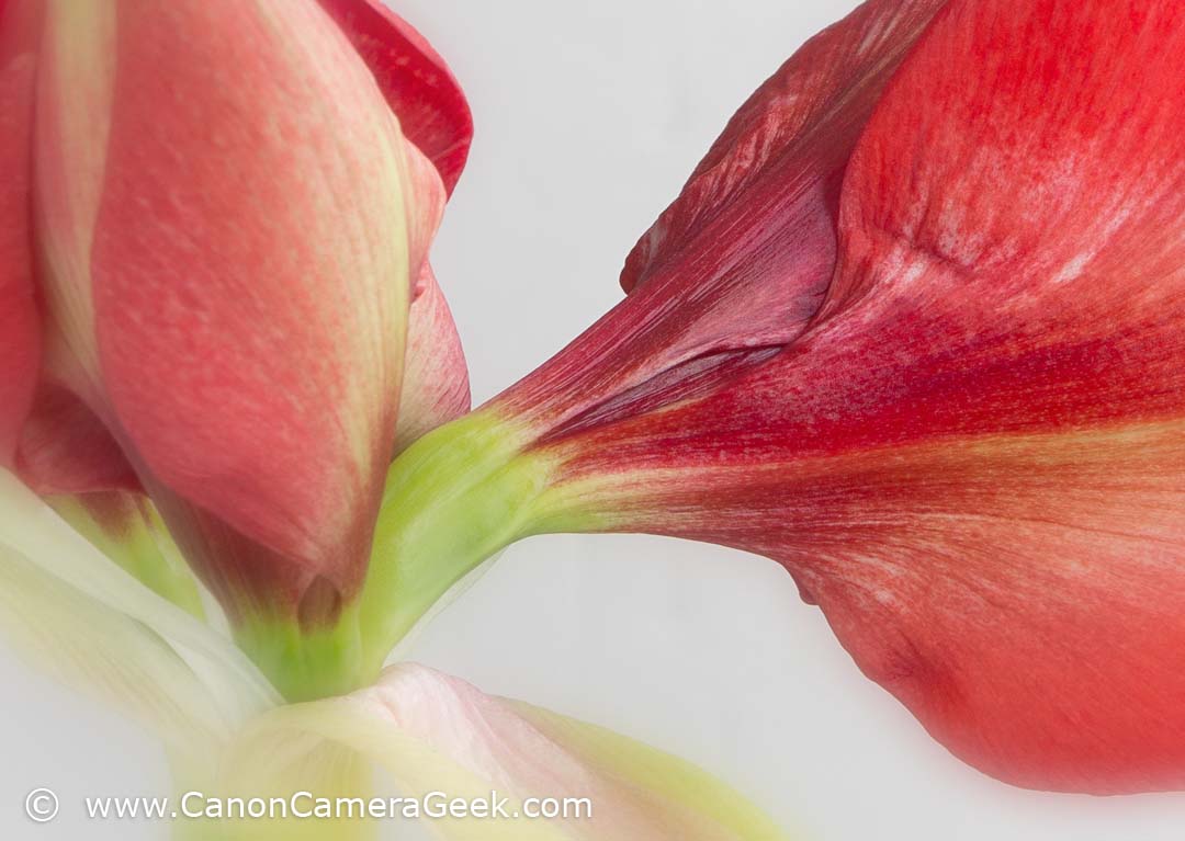 Amaryllis plant