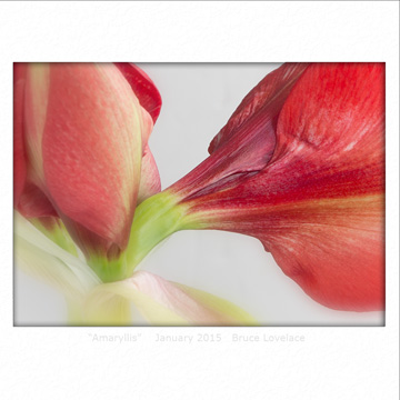 Macro Photo of Amaryllis