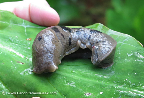 Photo of Banana Slug