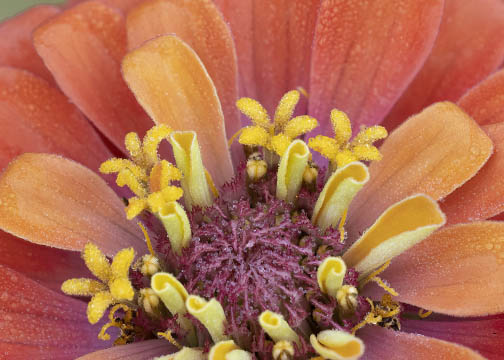 Handheld macro of flower