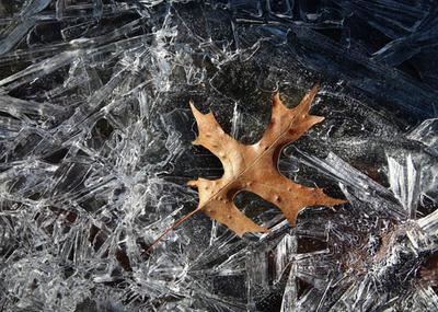 Leaf and Ice 