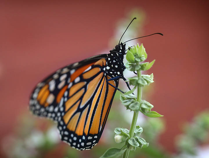 Monarch butterfly