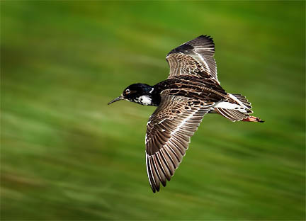 Tracking your moving subject in your camera frame as you take the photo is a good way to create a sense of motion or action. Motion blur background
