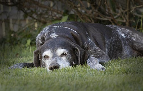 Old dog in grass